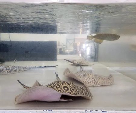 PREDATORY FINS