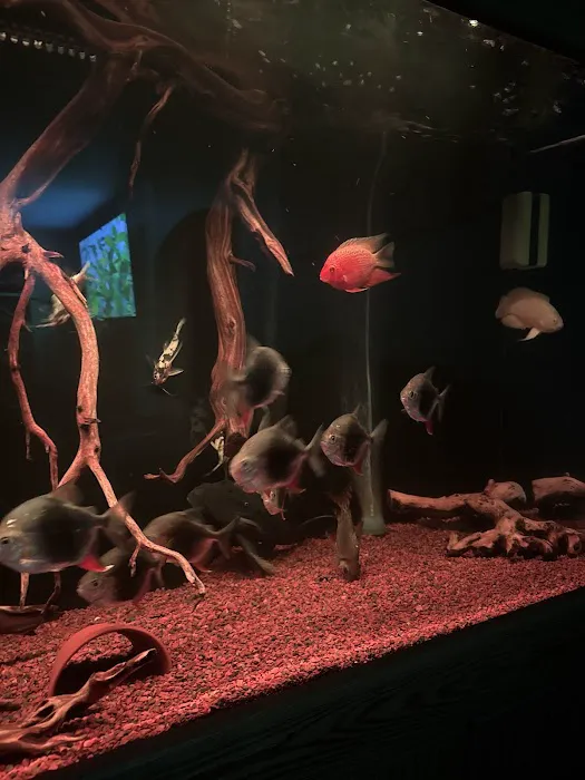 PREDATORY FINS Picture 10