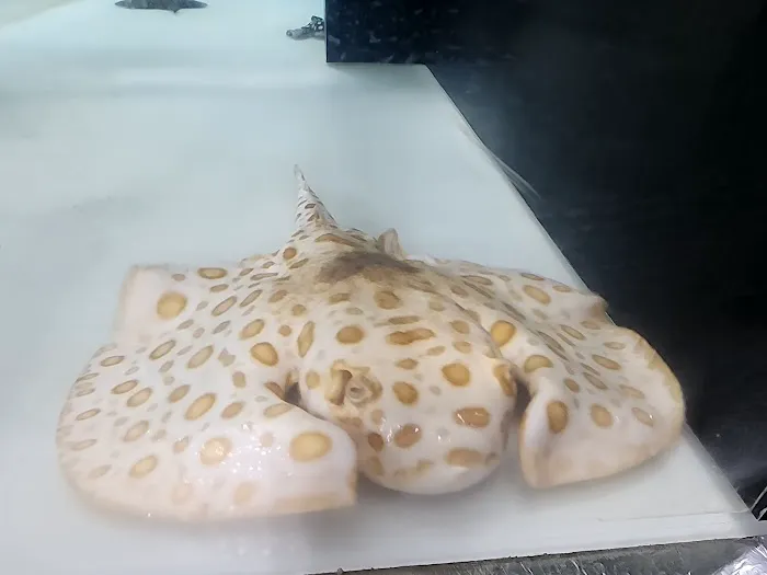 PREDATORY FINS Picture 6