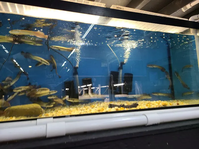 PREDATORY FINS Picture 5