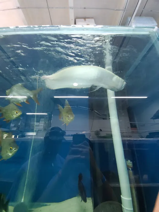 PREDATORY FINS Picture 7