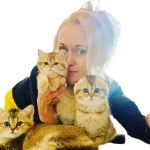 Scottish kittens cattery