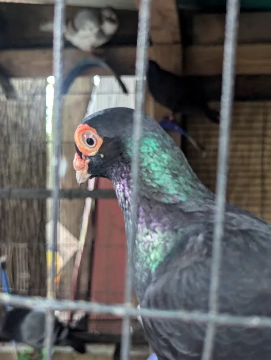 The Wellwood Pigeon Store Picture 4