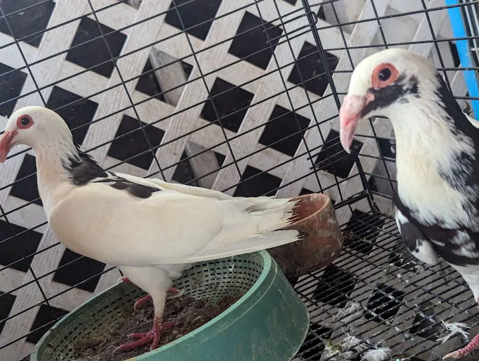 The Wellwood Pigeon Store Picture 9