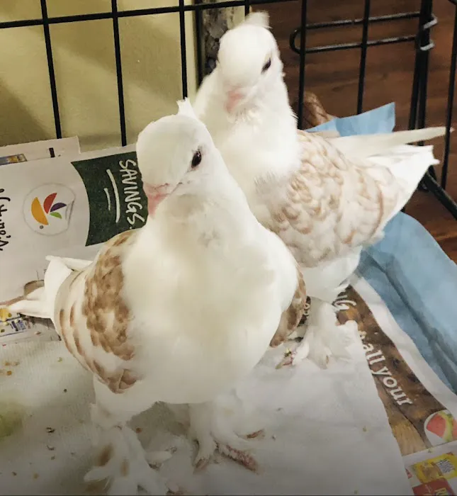 The Wellwood Pigeon Store Picture 3