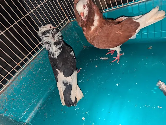 The Wellwood Pigeon Store Picture 5