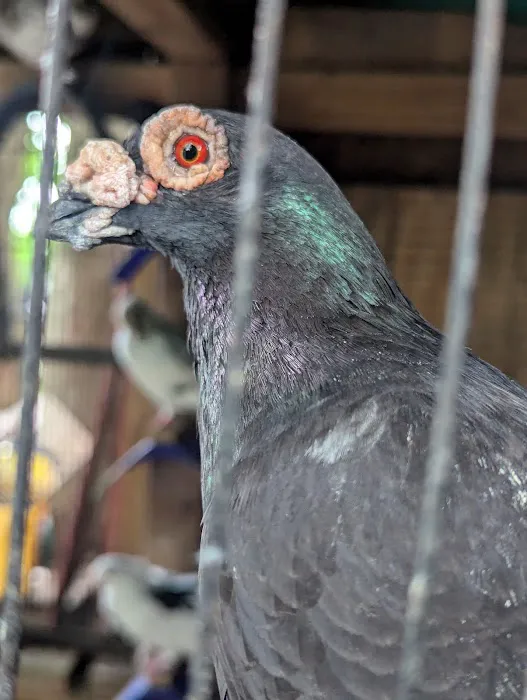 The Wellwood Pigeon Store Picture 7