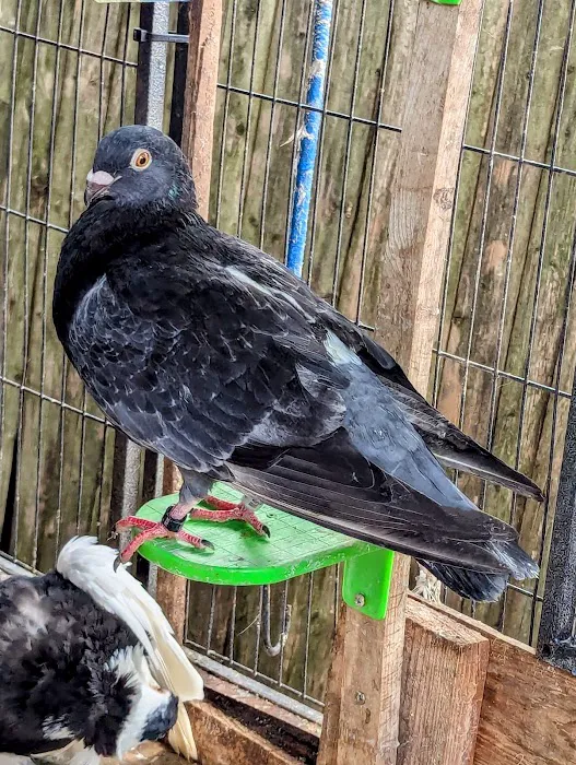 The Wellwood Pigeon Store Picture 2