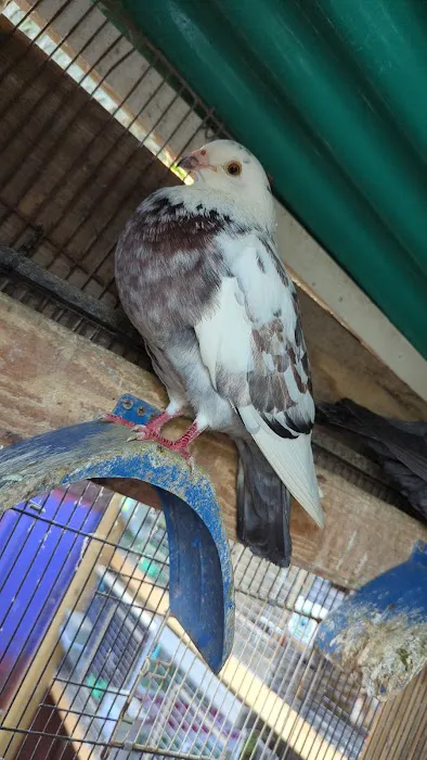 The Wellwood Pigeon Store Picture 10