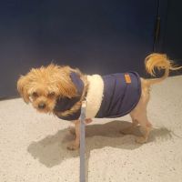 Bond Vet - Bed-Stuy ico