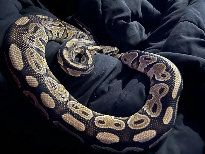 Repxotica, Inc Picture 3