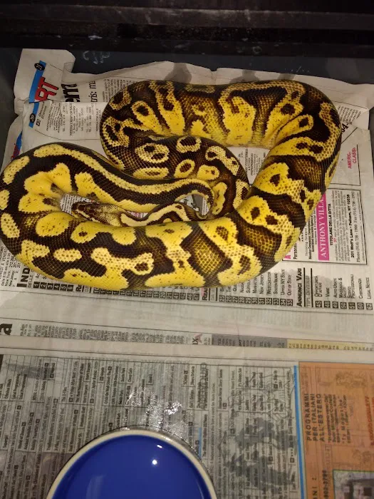 Repxotica, Inc Picture 7