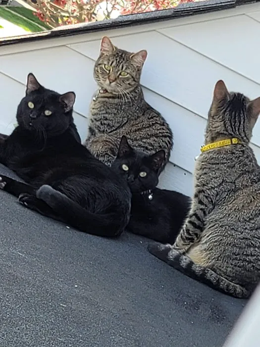 Pet Haven Animal Hospital Picture 1