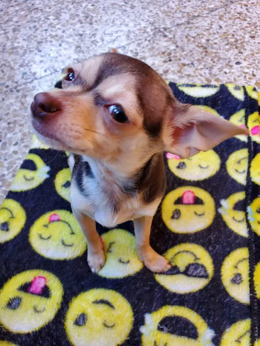 Pet Haven Animal Hospital Picture 9