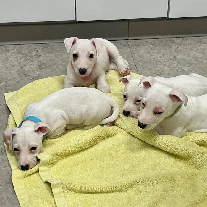 All Creatures Veterinary Hospital of Brooklyn Picture 4