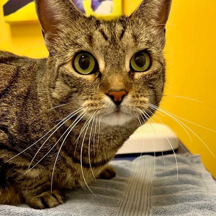 All Creatures Veterinary Hospital of Brooklyn Picture 7