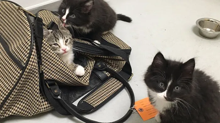 All Creatures Veterinary Hospital of Brooklyn Picture 9
