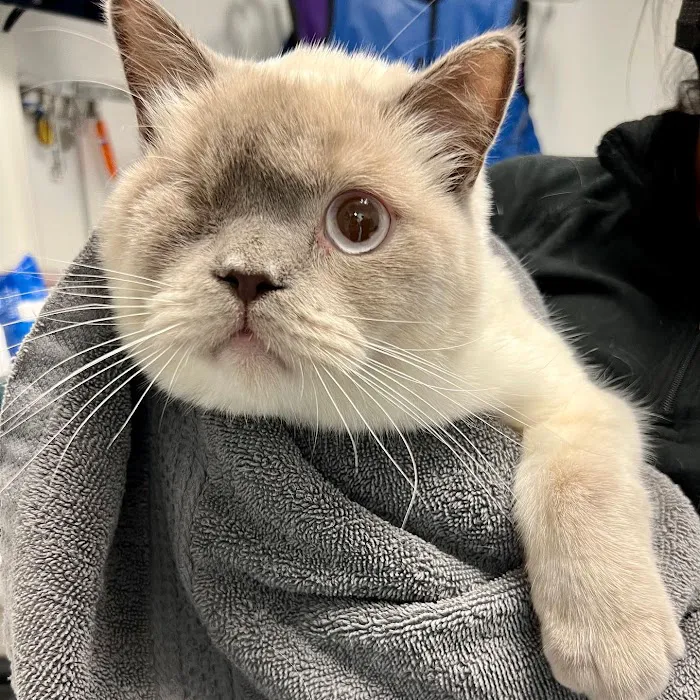 All Creatures Veterinary Hospital of Brooklyn Picture 8