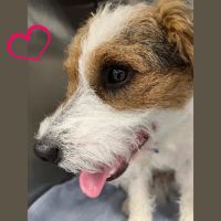 All Creatures Veterinary Hospital of Brooklyn ico