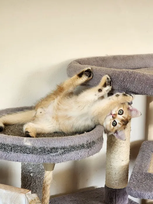 Golden League Cattery Picture 10