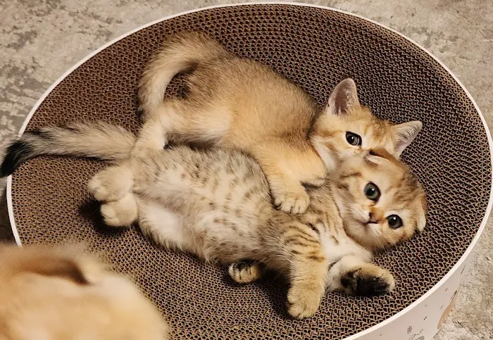 Golden League Cattery Picture 6