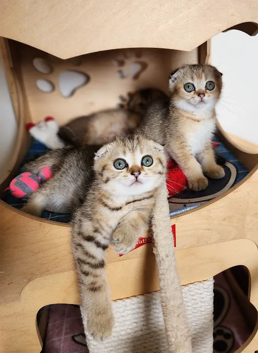 Golden League Cattery Picture 1