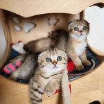 Golden League Cattery