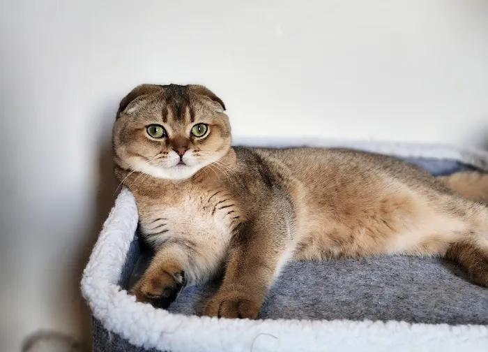 Golden League Cattery Picture 8