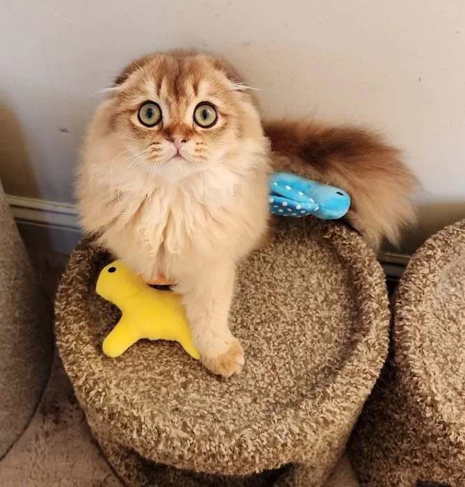 Golden League Cattery Picture 4
