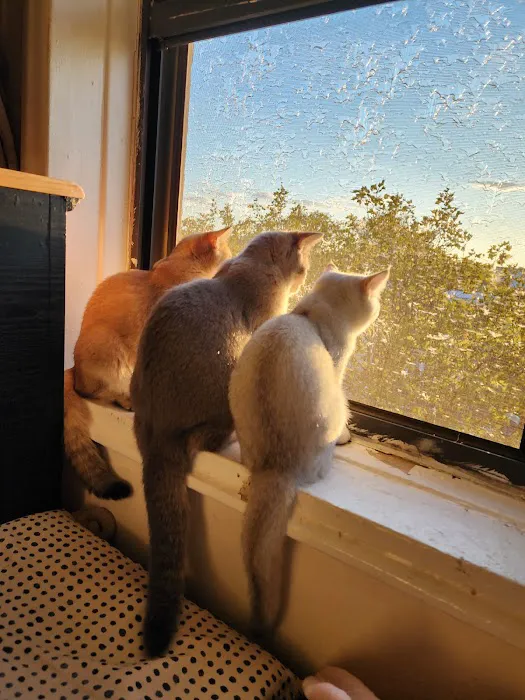 Golden League Cattery Picture 5