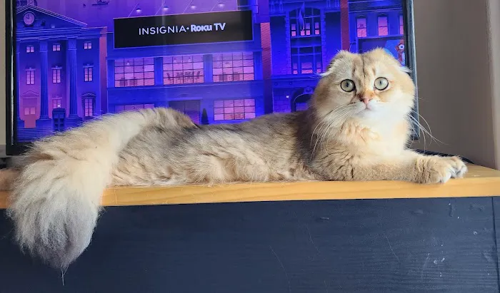 Golden League Cattery Picture 3