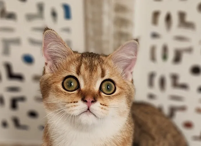 Golden League Cattery Picture 9