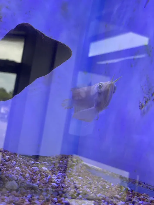 Underground Aquaticz Picture 6