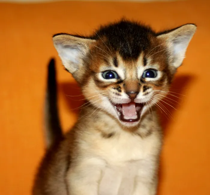 Bengal & Abyssinian Cats & Kittens cattery Picture 10