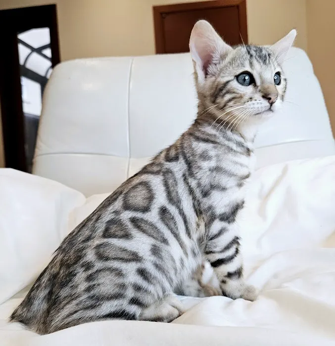 Bengal & Abyssinian Cats & Kittens cattery Picture 3