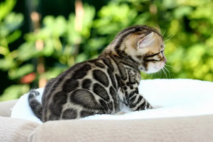 Bengal & Abyssinian Cats & Kittens cattery Picture 7