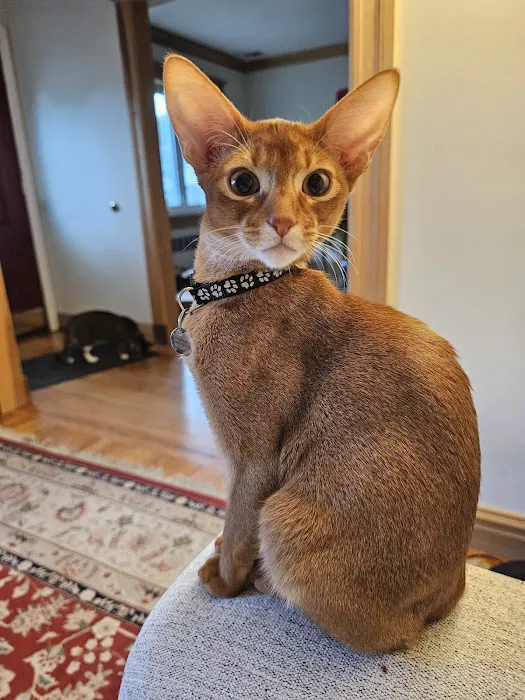 Bengal & Abyssinian Cats & Kittens cattery Picture 2