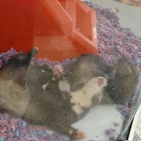 Petco ico