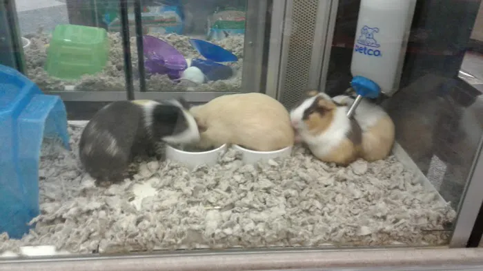 Petco Picture 4