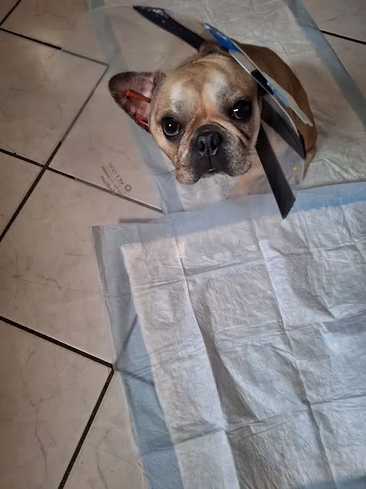 South Brooklyn Animal Clinic Picture 6