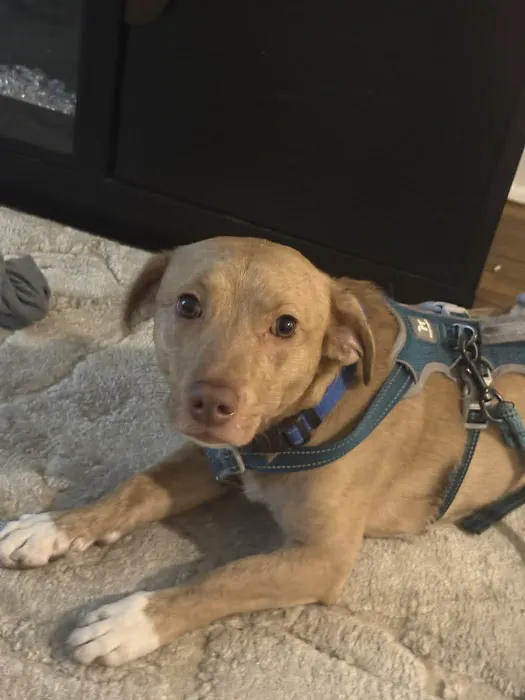 South Brooklyn Animal Clinic Picture 4