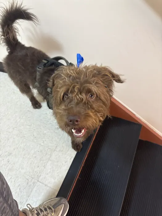 South Brooklyn Animal Clinic Picture 2