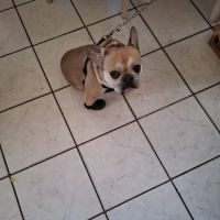 South Brooklyn Animal Clinic ico