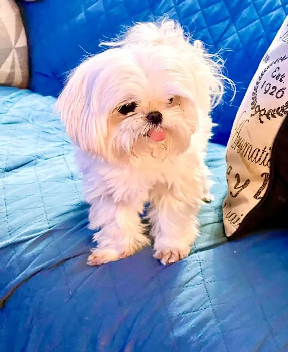 South Brooklyn Animal Clinic Picture 10