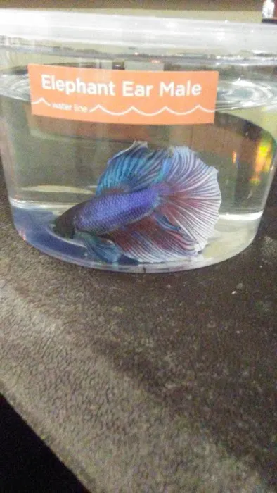Petco Picture 3