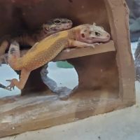 Petco ico