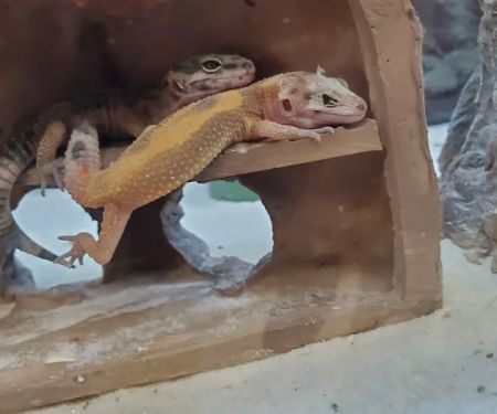 Petco