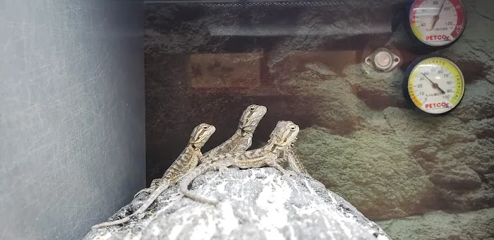 Petco Picture 2