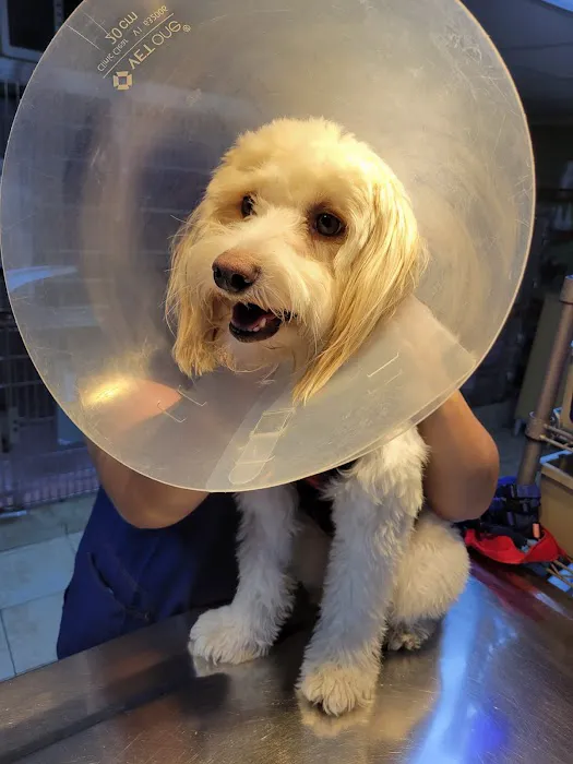 Oceanside Animal Clinic Picture 9