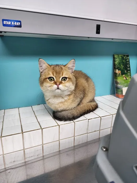 Oceanside Animal Clinic Picture 4
